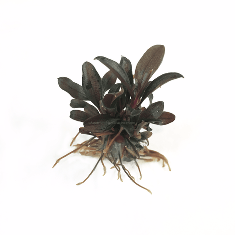 Bucephalandra Red Mini