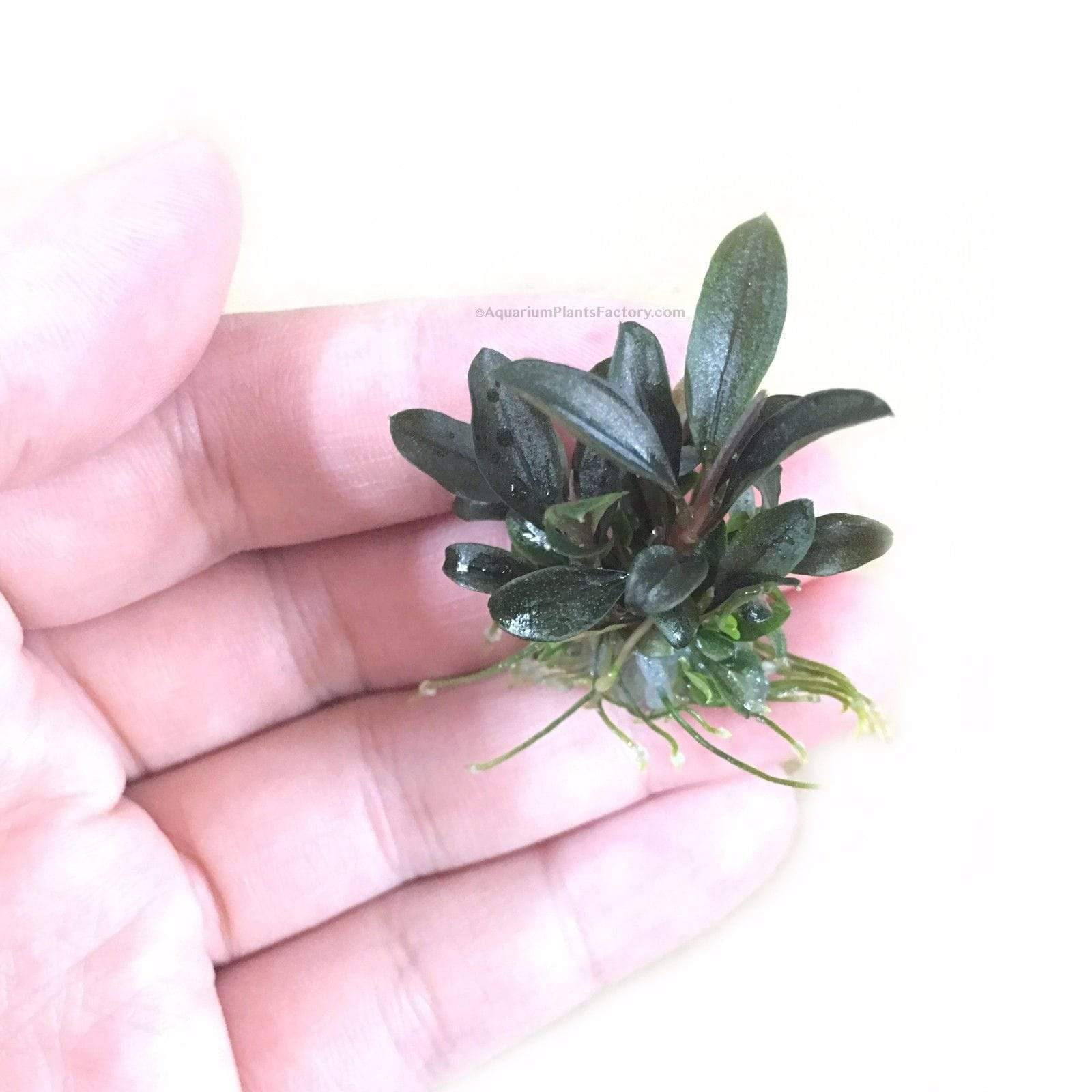 Bucephalandra Plants – Aquarium Plants Factory