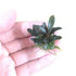 Bucephalandra Red Mini - Aquarium Plants Factory