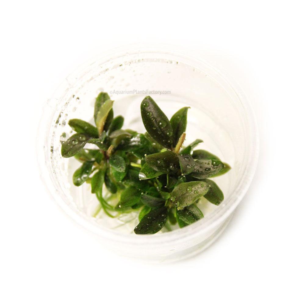 Bucephalandra Red Mini - Nano Tissue Culture Cup Aquarium Plants Factory APF Tissue Culture Plants Aquascape Freshwater Aquatic Decoration