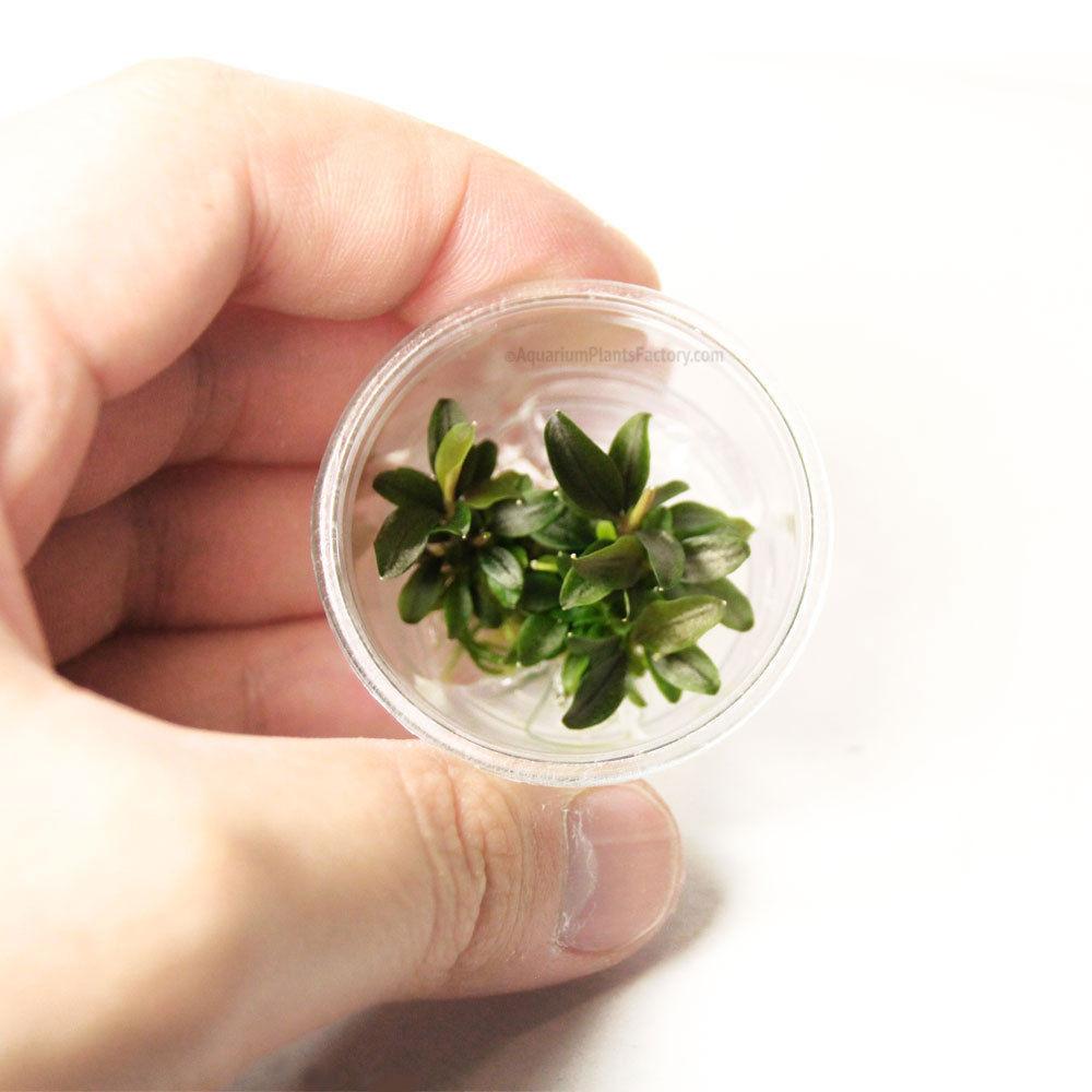 Bucephalandra Red Mini - Nano Tissue Culture Cup Aquarium Plants Factory APF Tissue Culture Plants Aquascape Freshwater Aquatic Decoration