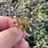 Bucephalandra Red Phantom - Aquarium Plants Factory