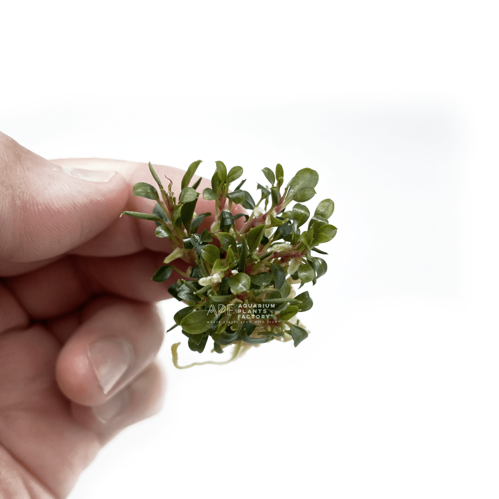 Bucephalandra Red Phantom - Aquarium Plants Factory