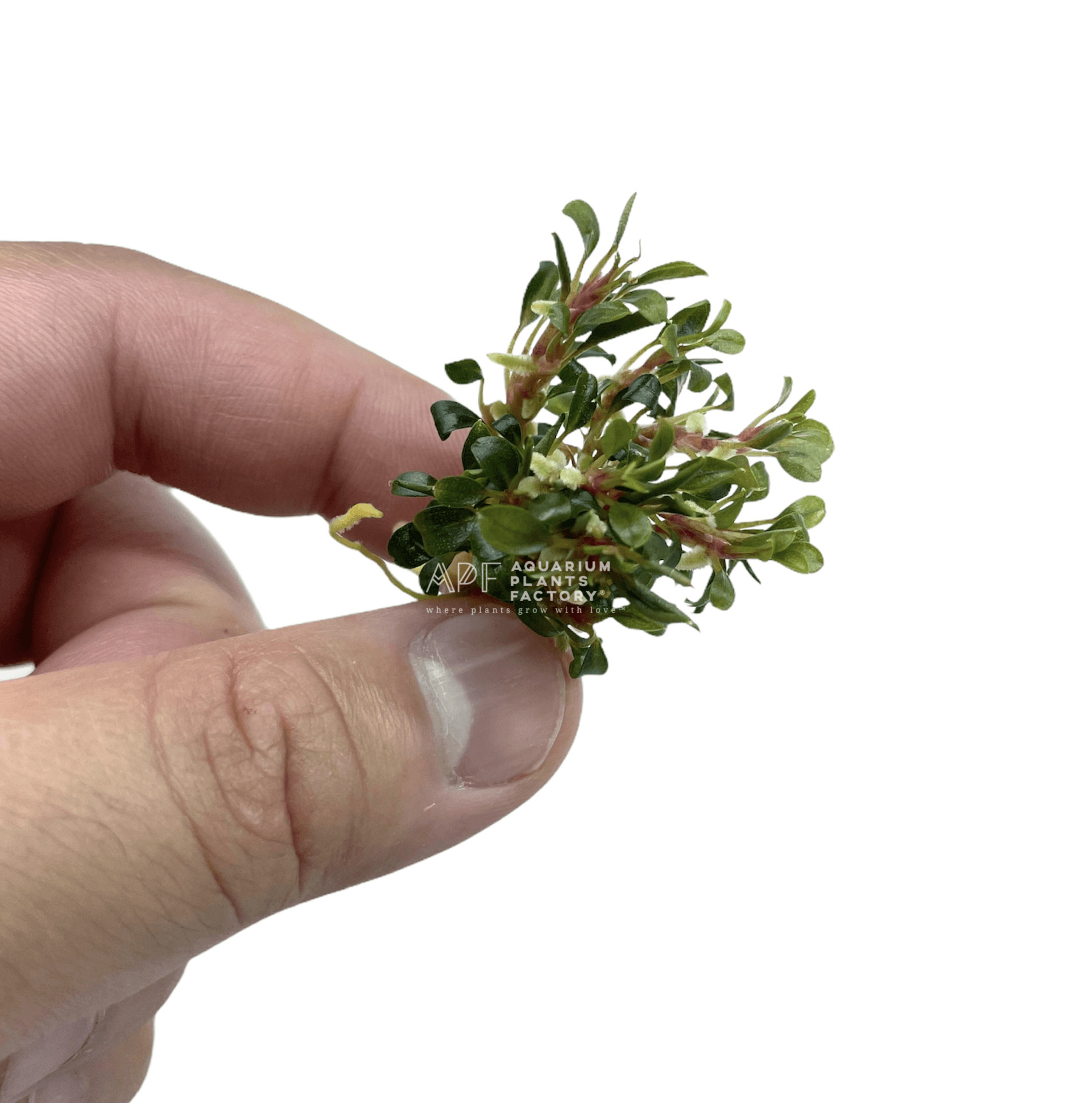 Bucephalandra Red Phantom - Aquarium Plants Factory