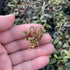 Bucephalandra Red Phantom - Aquarium Plants Factory