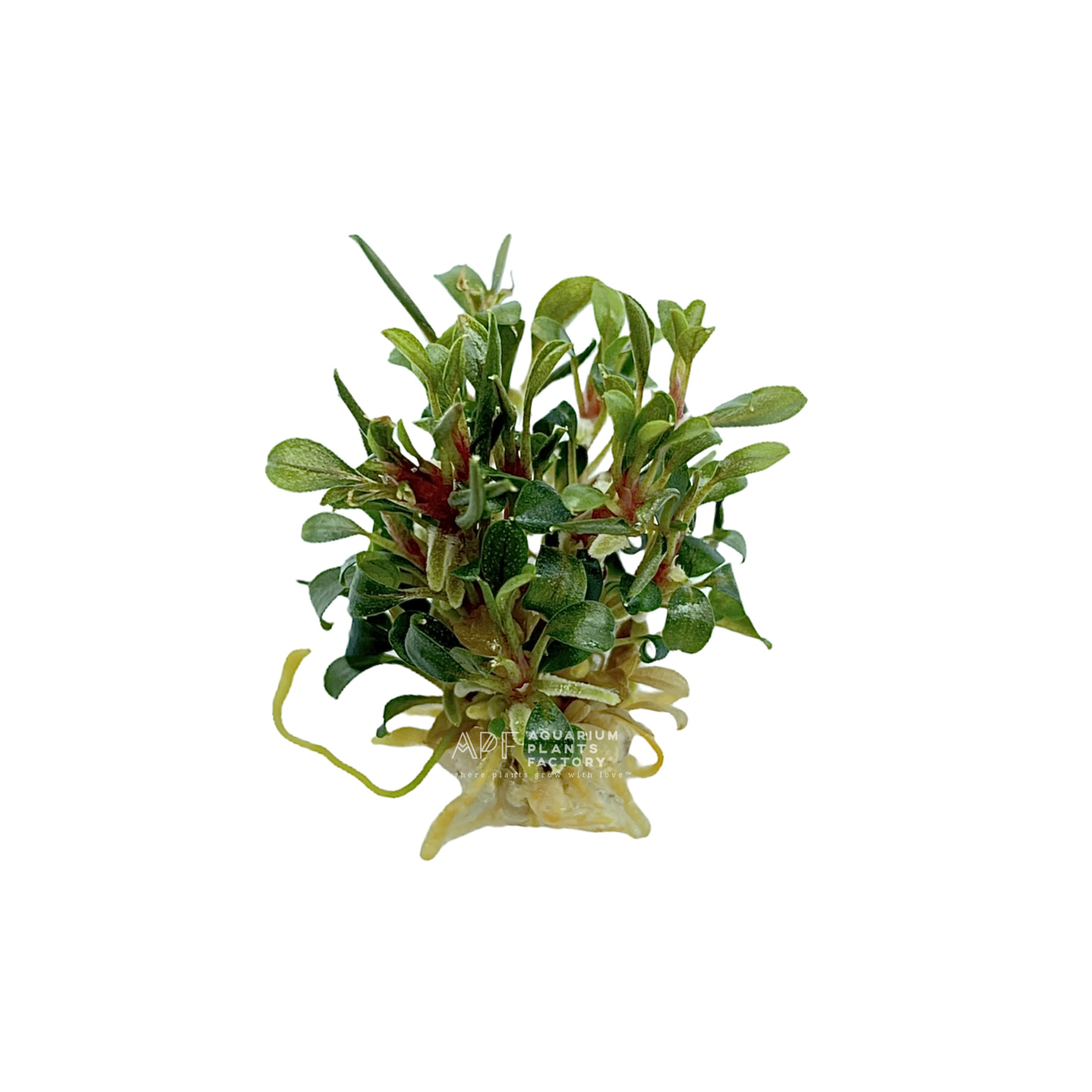 Bucephalandra Red Phantom - Aquarium Plants Factory