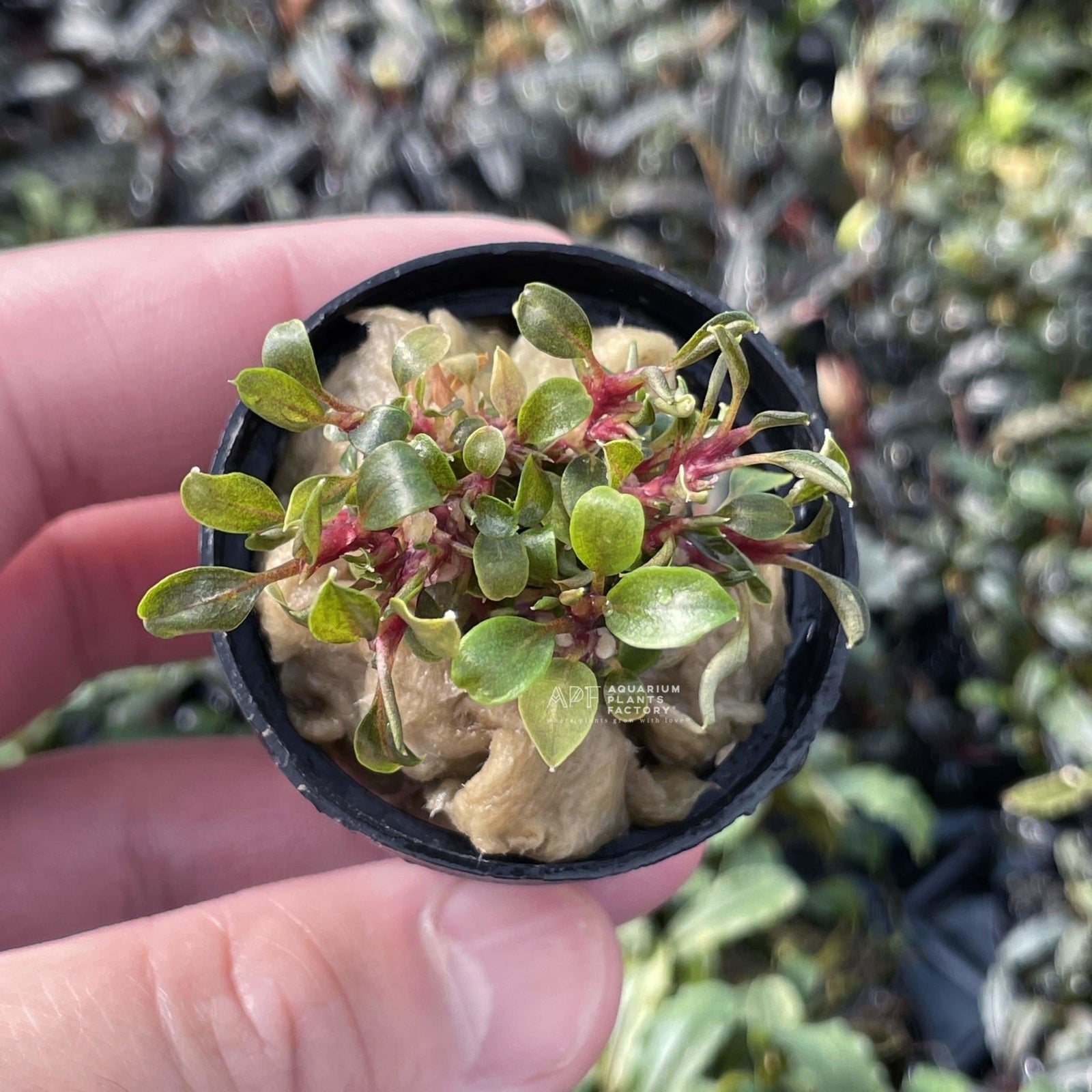 Bucephalandra Red Phantom - Aquarium Plants Factory