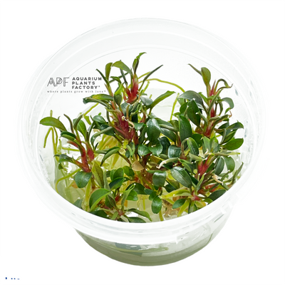 Bucephalandra Red Phantom - Tissue Culture Cup - Aquarium Plants Factory