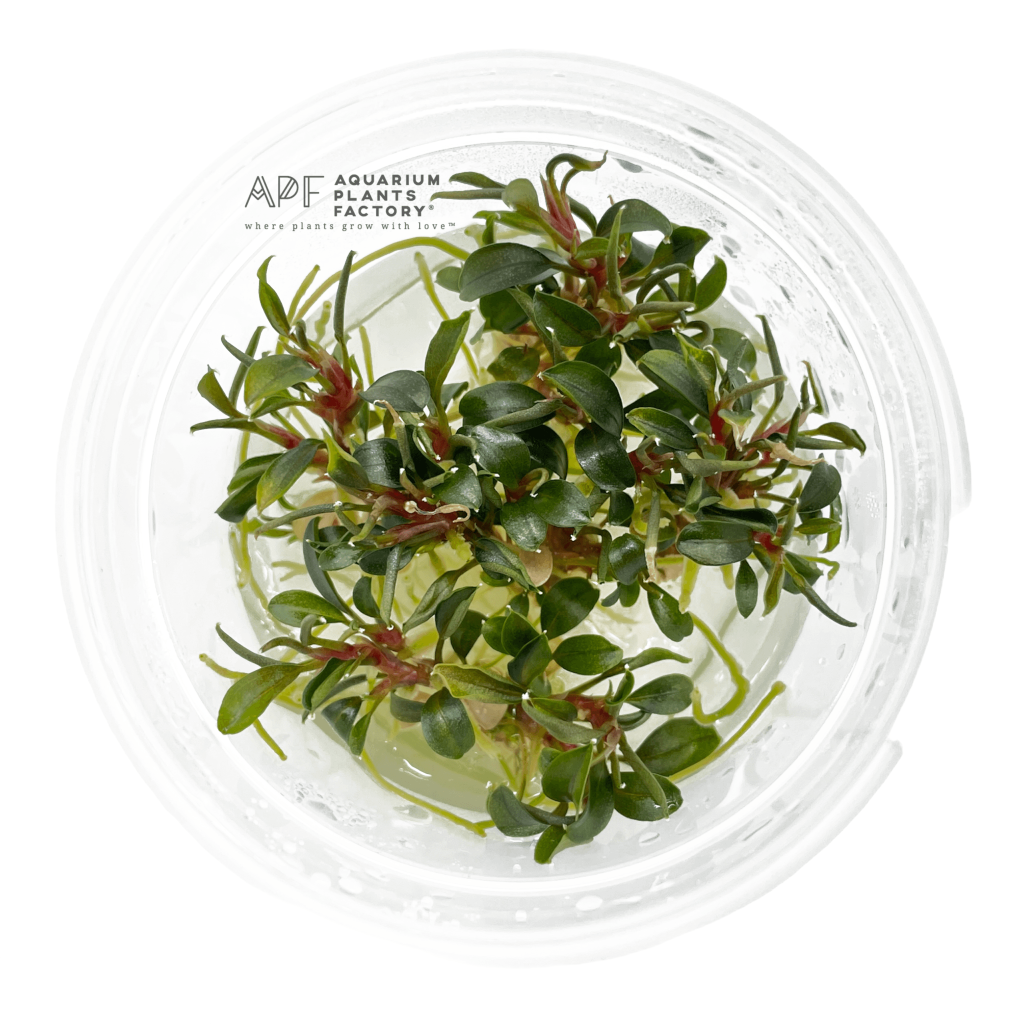 Bucephalandra Red Phantom - Tissue Culture Cup - Aquarium Plants Factory