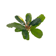 Bucephalandra Round Wavy