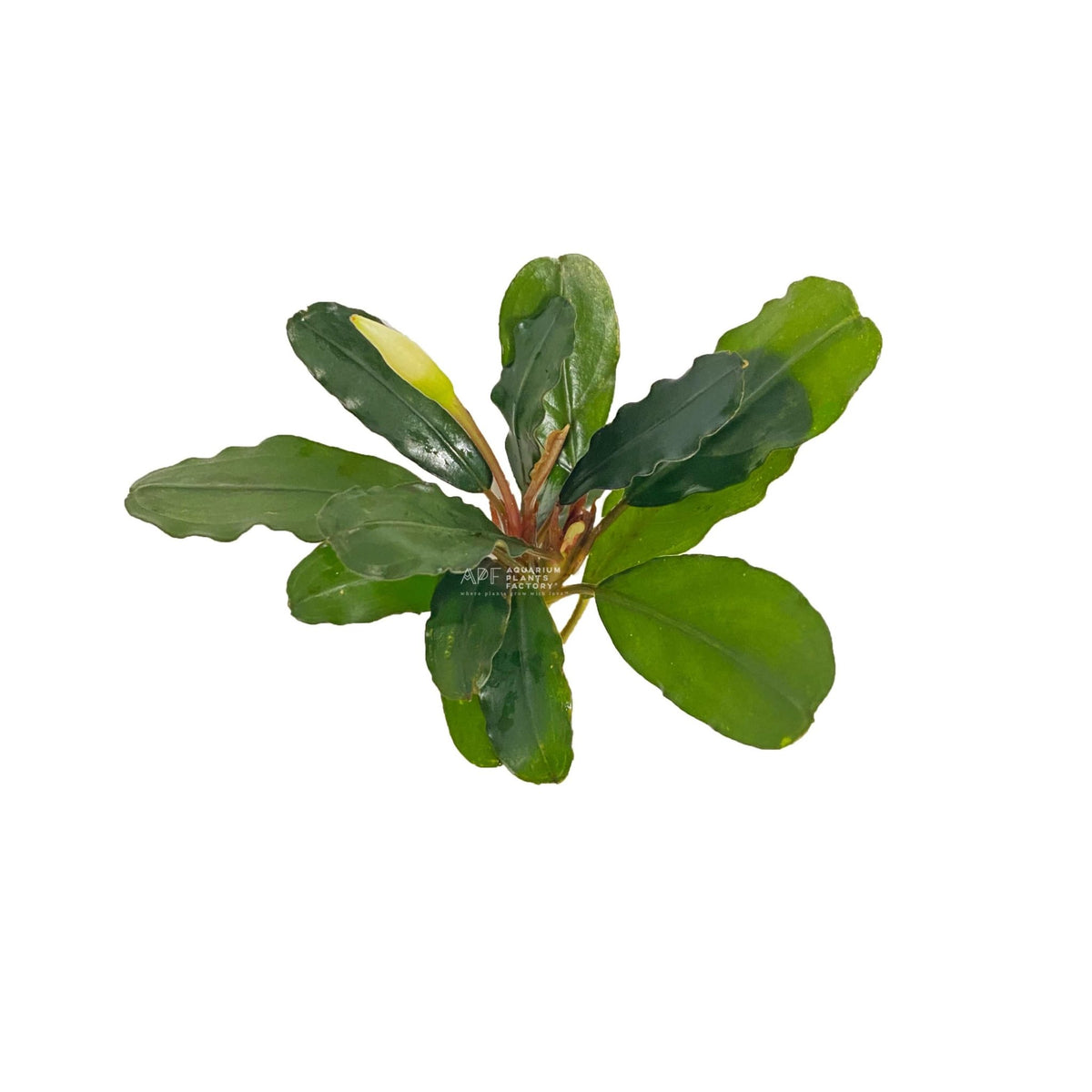 Bucephalandra Round Wavy