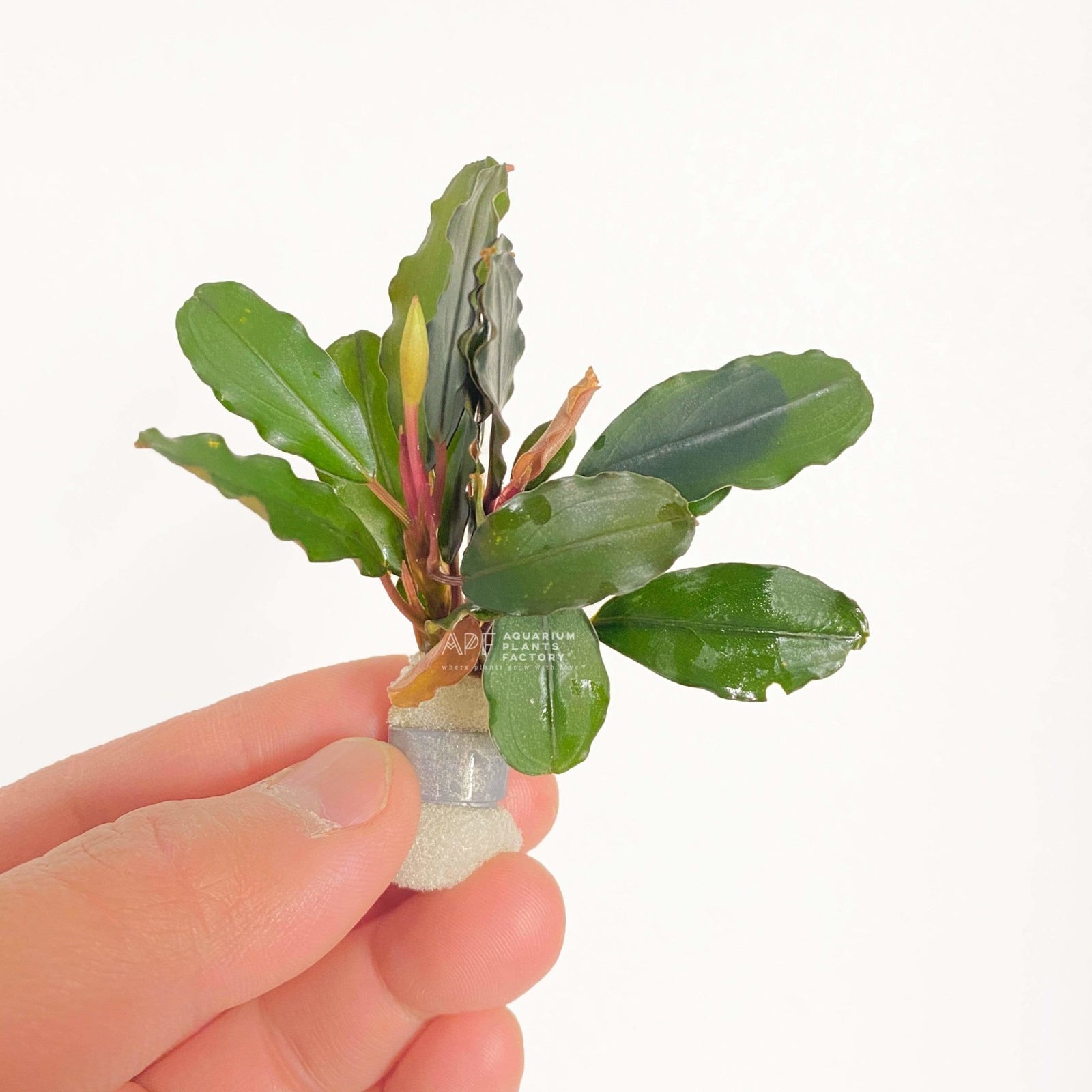 Bucephalandra Round Wavy - Aquarium Plants Factory