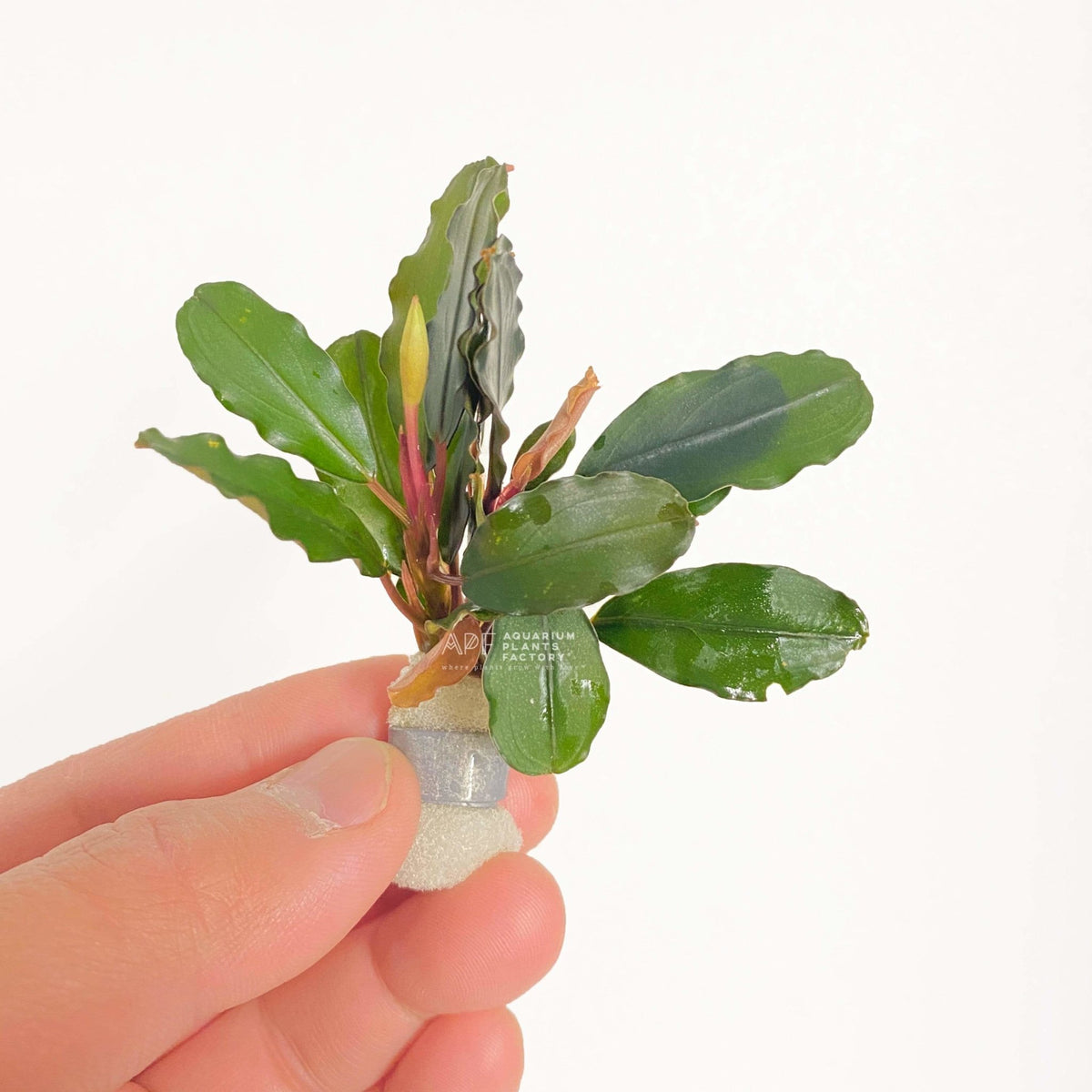 Bucephalandra Round Wavy, photo 2