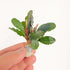 Bucephalandra Round Wavy - Aquarium Plants Factory