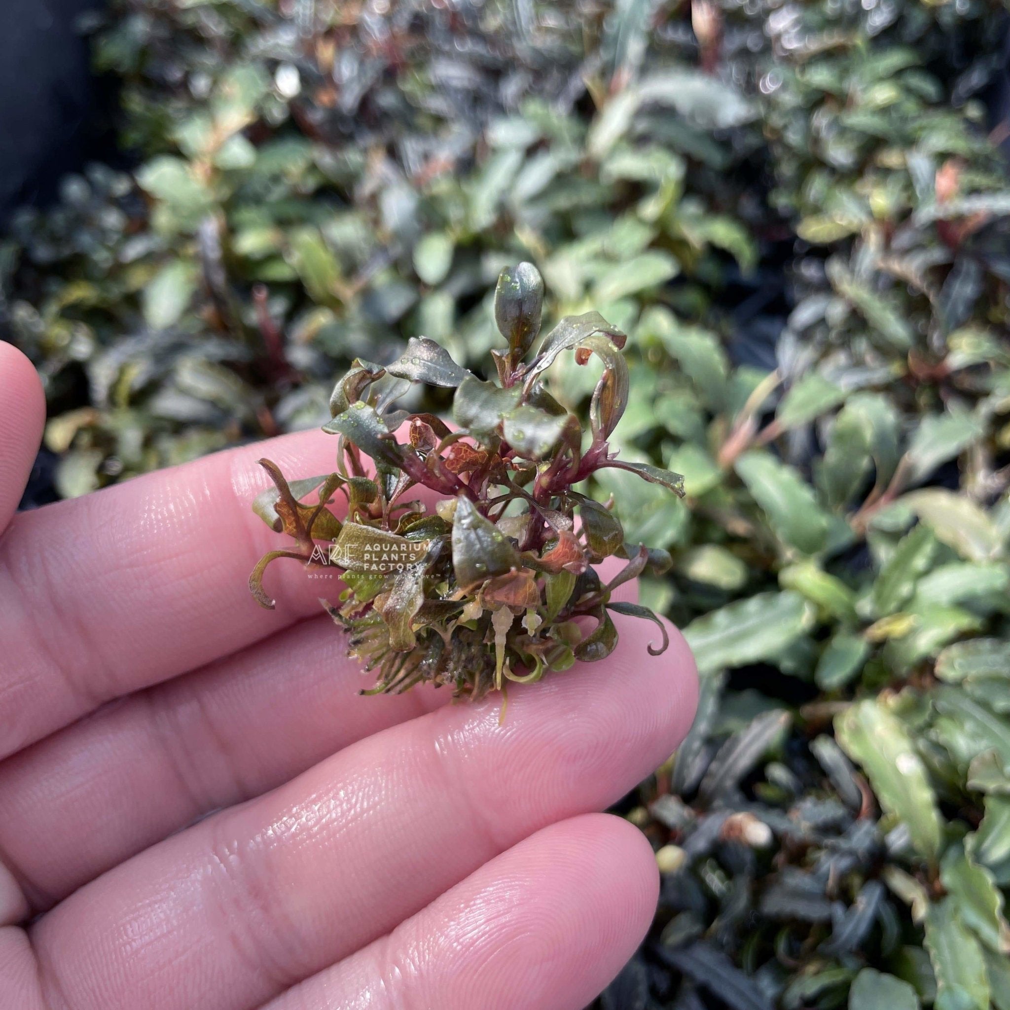 Bucephalandra Brownie Purple Tissue Culture by Aquarium Plants Factory®