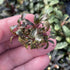 Bucephalandra Brownie Purple Tissue Culture by Aquarium Plants Factory®