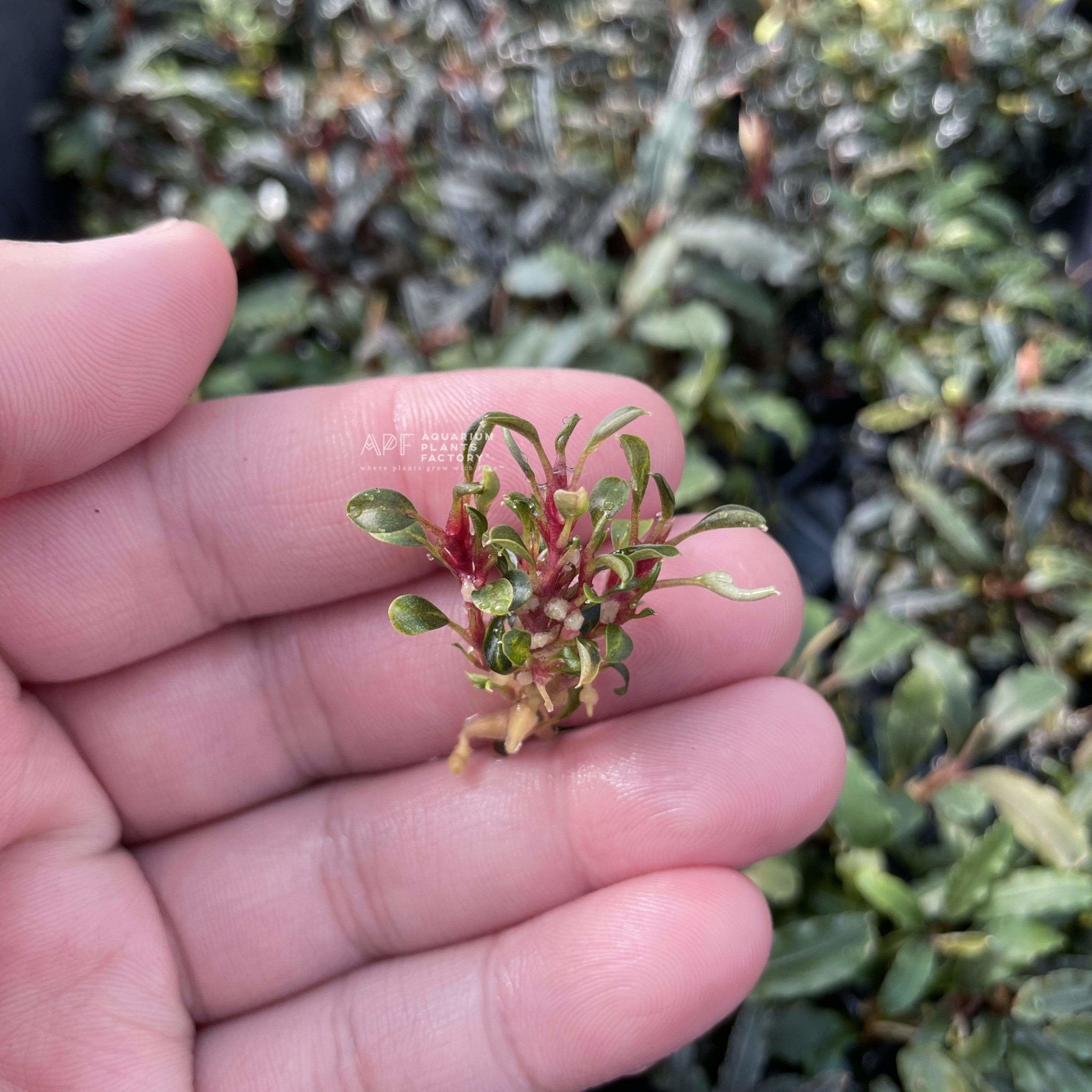 Bucephalandra Red Phantom - Tissue Culture Cup | Aquarium Plants Factory®