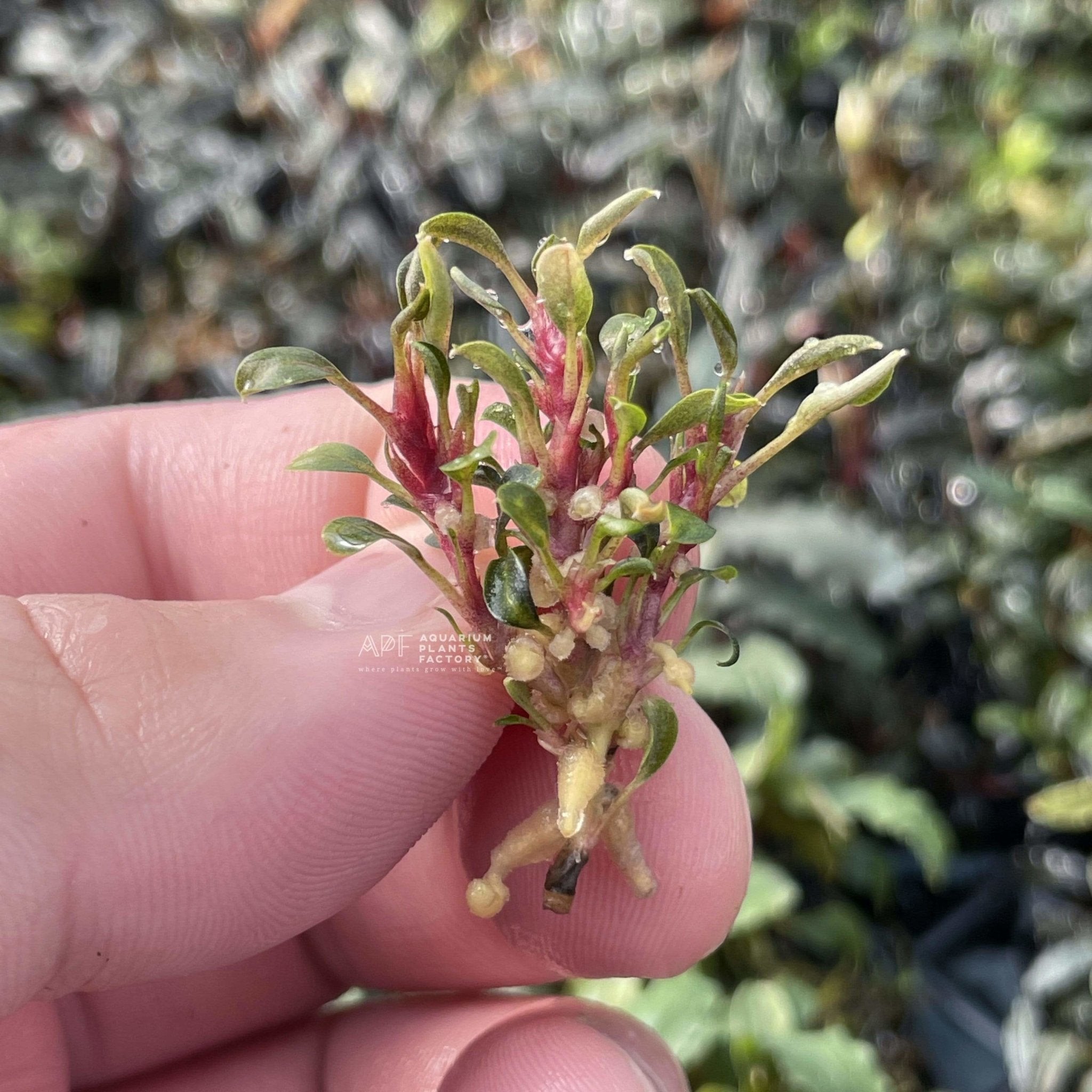 Bucephalandra Red Phantom - Tissue Culture Cup | Aquarium Plants Factory®