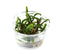 Bucephalandra Silver Eagle - Nano Tissue Culture Cup Aquarium Plants Factory APF Tissue Culture Plants Aquascape Freshwater Aquatic Decoration