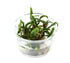 Bucephalandra Silver Eagle - Nano Tissue Culture Cup Aquarium Plants Factory APF Tissue Culture Plants Aquascape Freshwater Aquatic Decoration