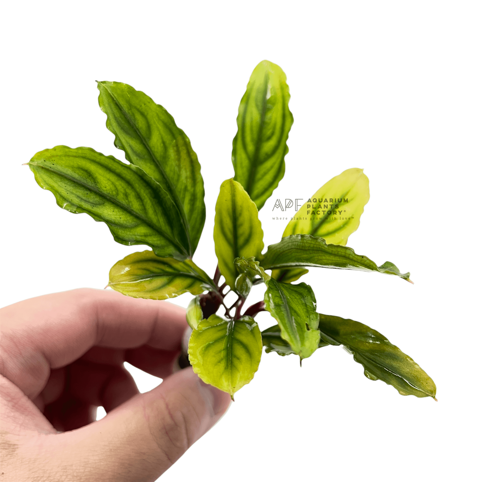 Bucephalandra Skeleton Queen - Aquarium Plants Factory