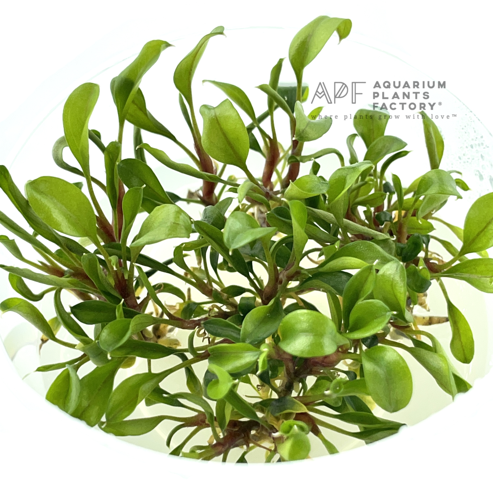 Bucephalandra Godzilla Green Bonsai  Tissue Culture Aquarium Plants Factory