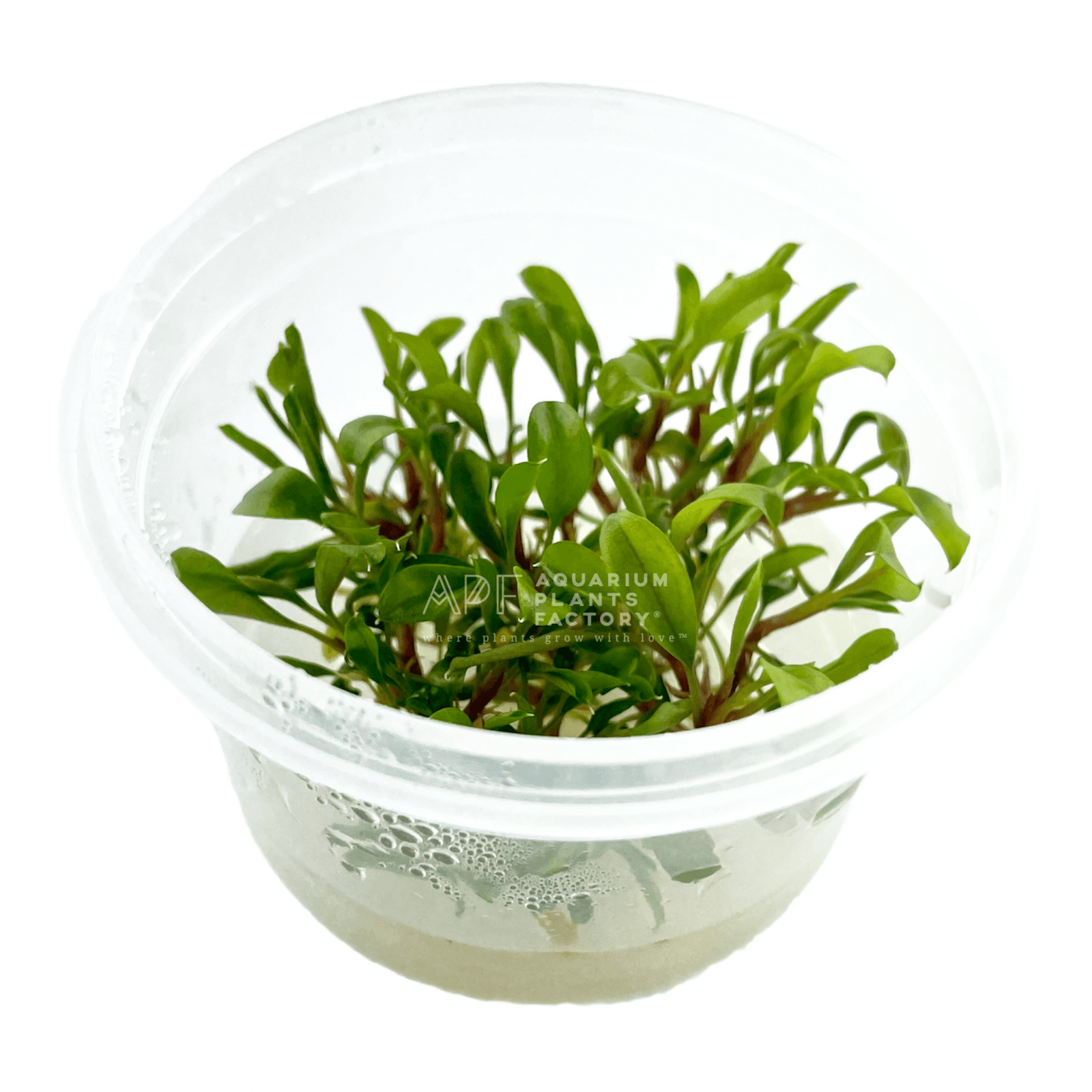 Bucephalandra Godzilla Green Bonsai  Tissue Culture Aquarium Plants Factory