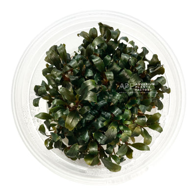 Bucephalandra sp. Deep Purple - Tissue Culture Cup - Aquarium Plants Factory
