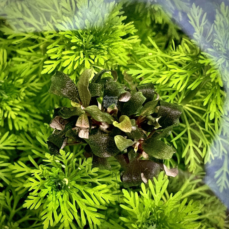 Bucephalandra sp. Lamandau Purple Mini - Aquarium Plants Factory