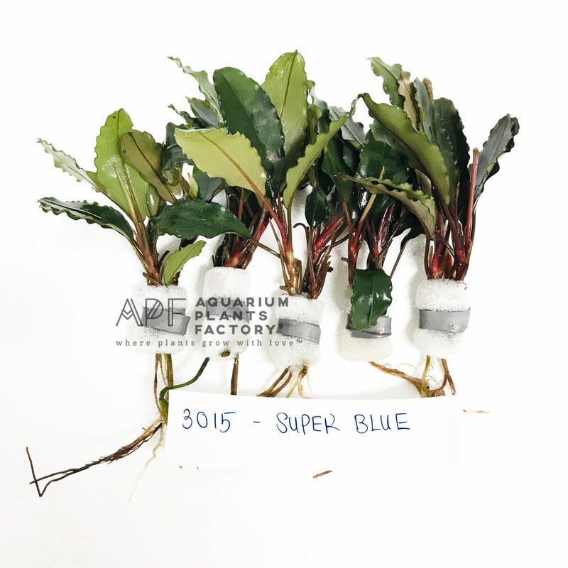 Bucephalandra Super Blue - Aquarium Plants Factory