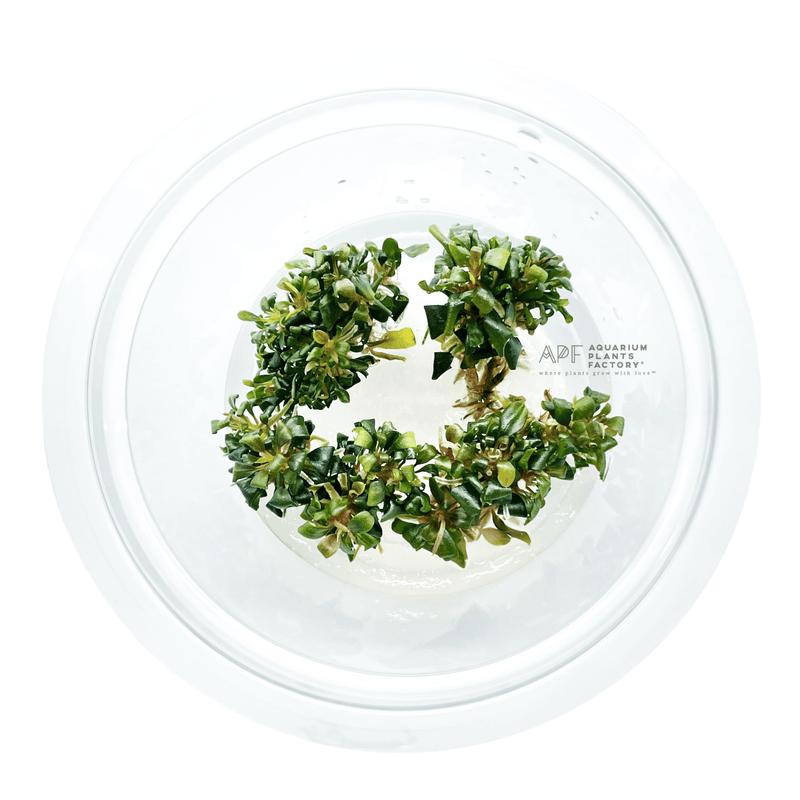Bucephalandra Super Mini Ghost - Tissue Culture Cup - Aquarium Plants Factory