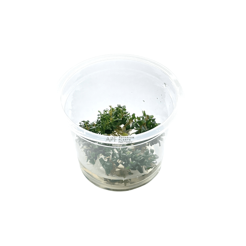 Bucephalandra Super Mini Ghost - Tissue Culture Cup - Aquarium Plants Factory