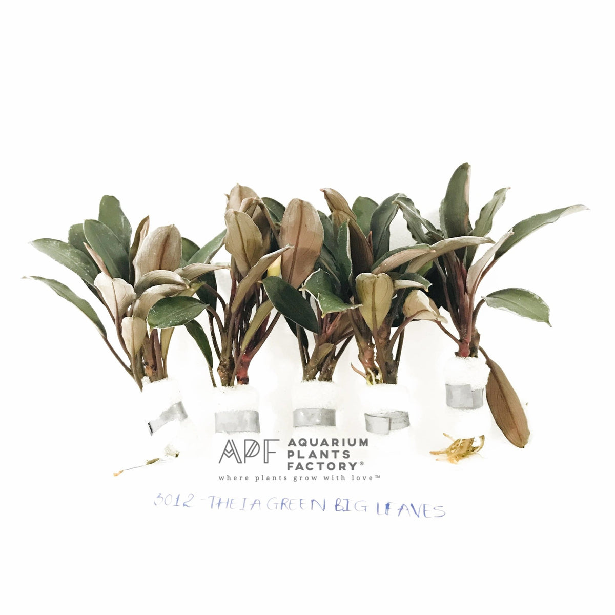 Bucephalandra Theia Green, photo 4