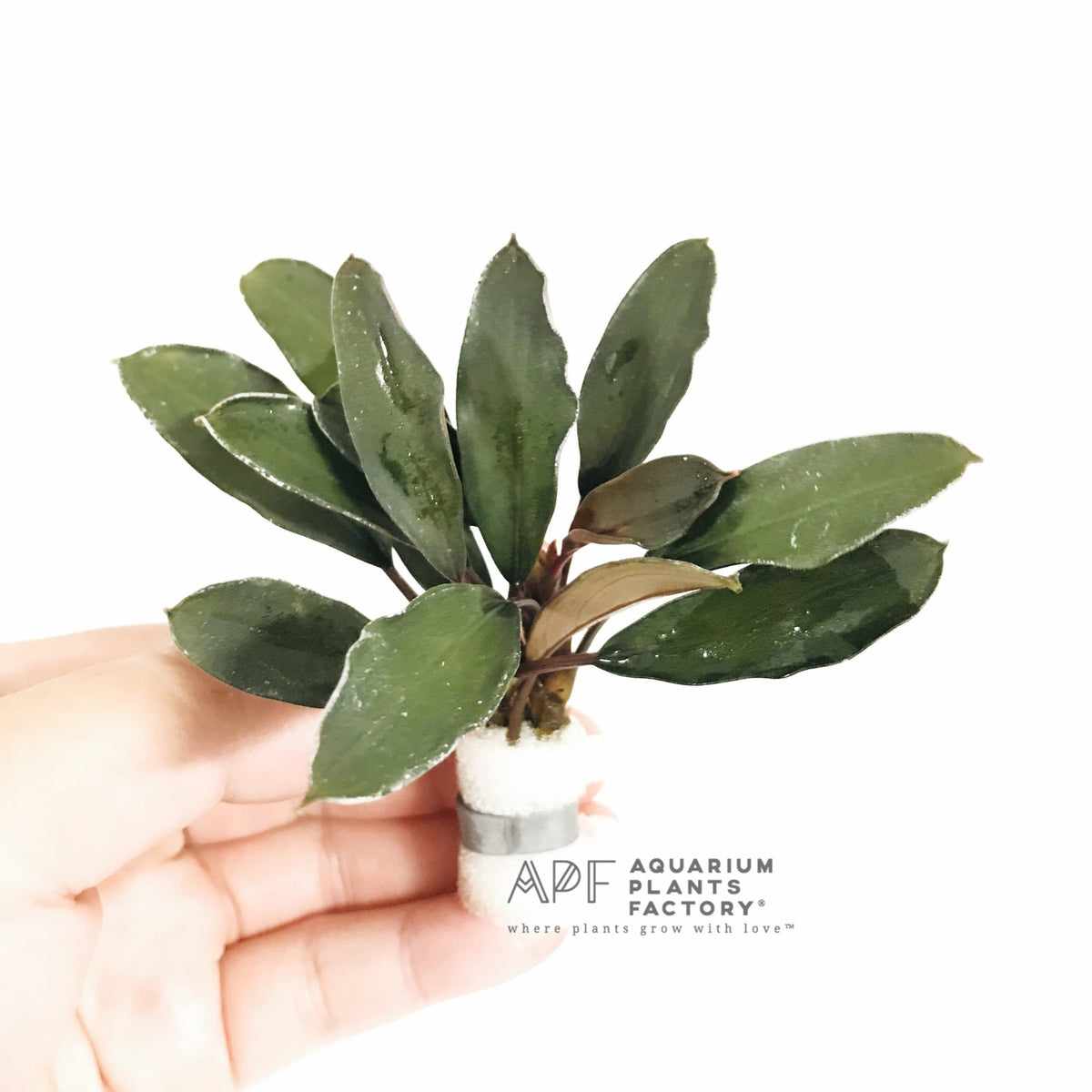 Bucephalandra Theia Green aquarium plant, photo 2