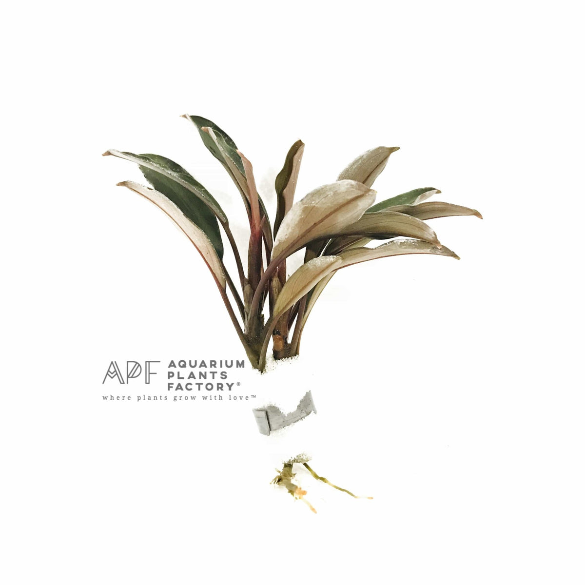 Bucephalandra Theia Green