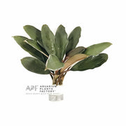 Bucephalandra Theia Green aquarium plant
