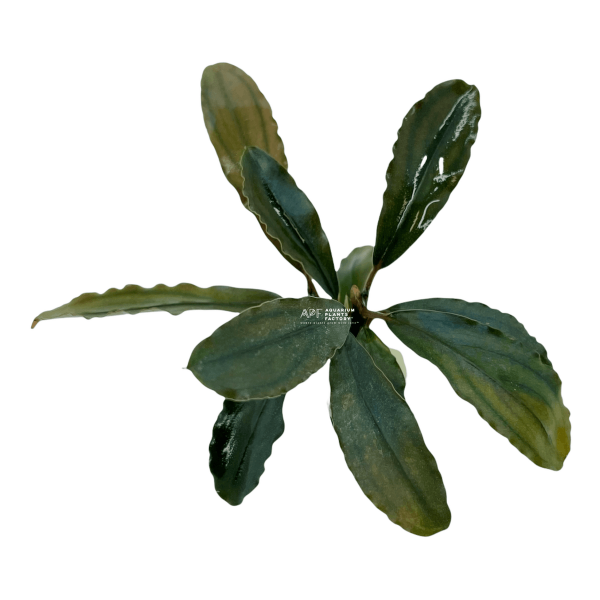 Bucephalandra V3 Alamanda Dark, photo 2
