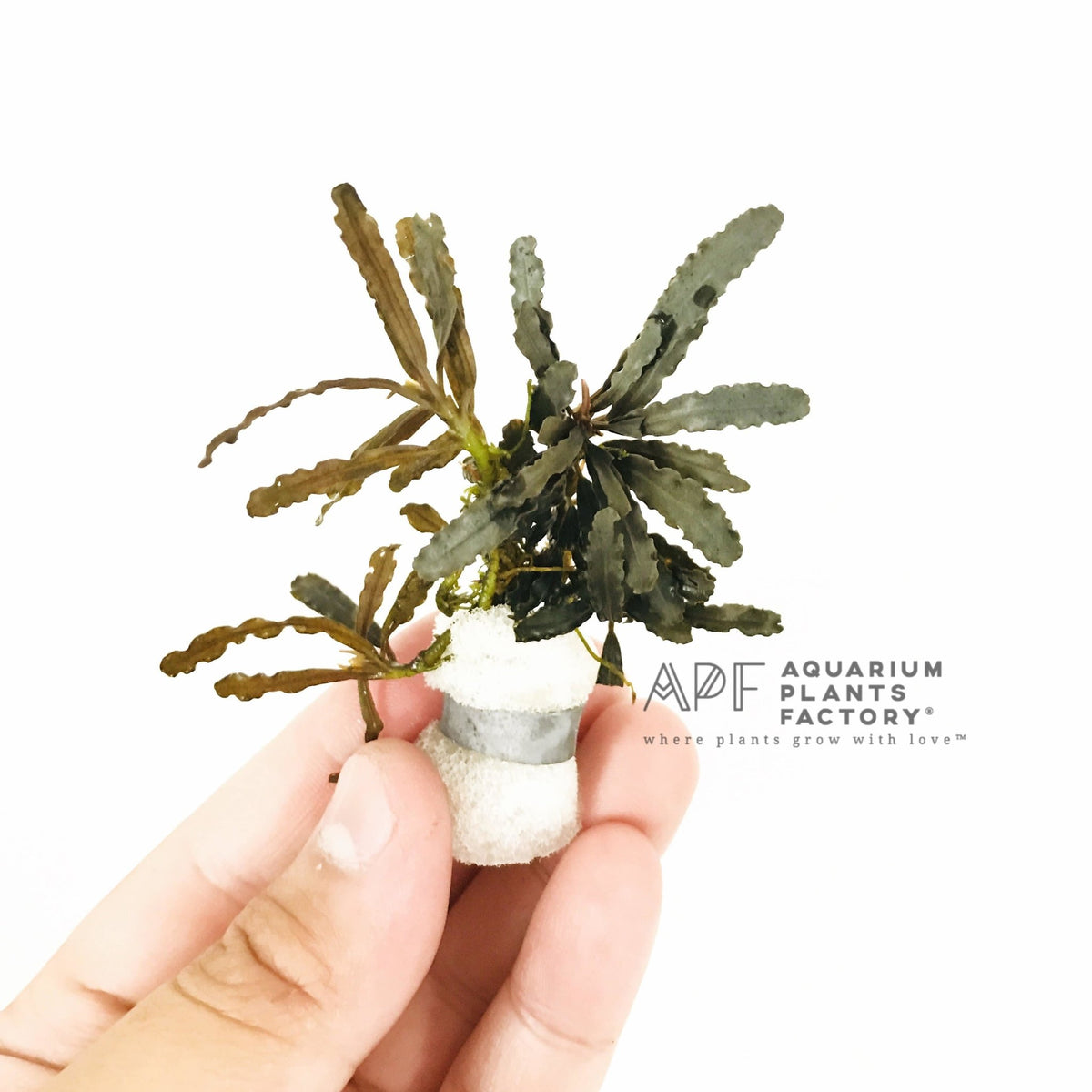 Bucephalandra Velvet Leaf Entikong aquarium plant, photo 2