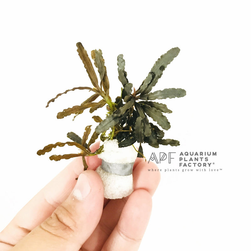 Bucephalandra Velvet Leaf Entikong - Aquarium Plants Factory
