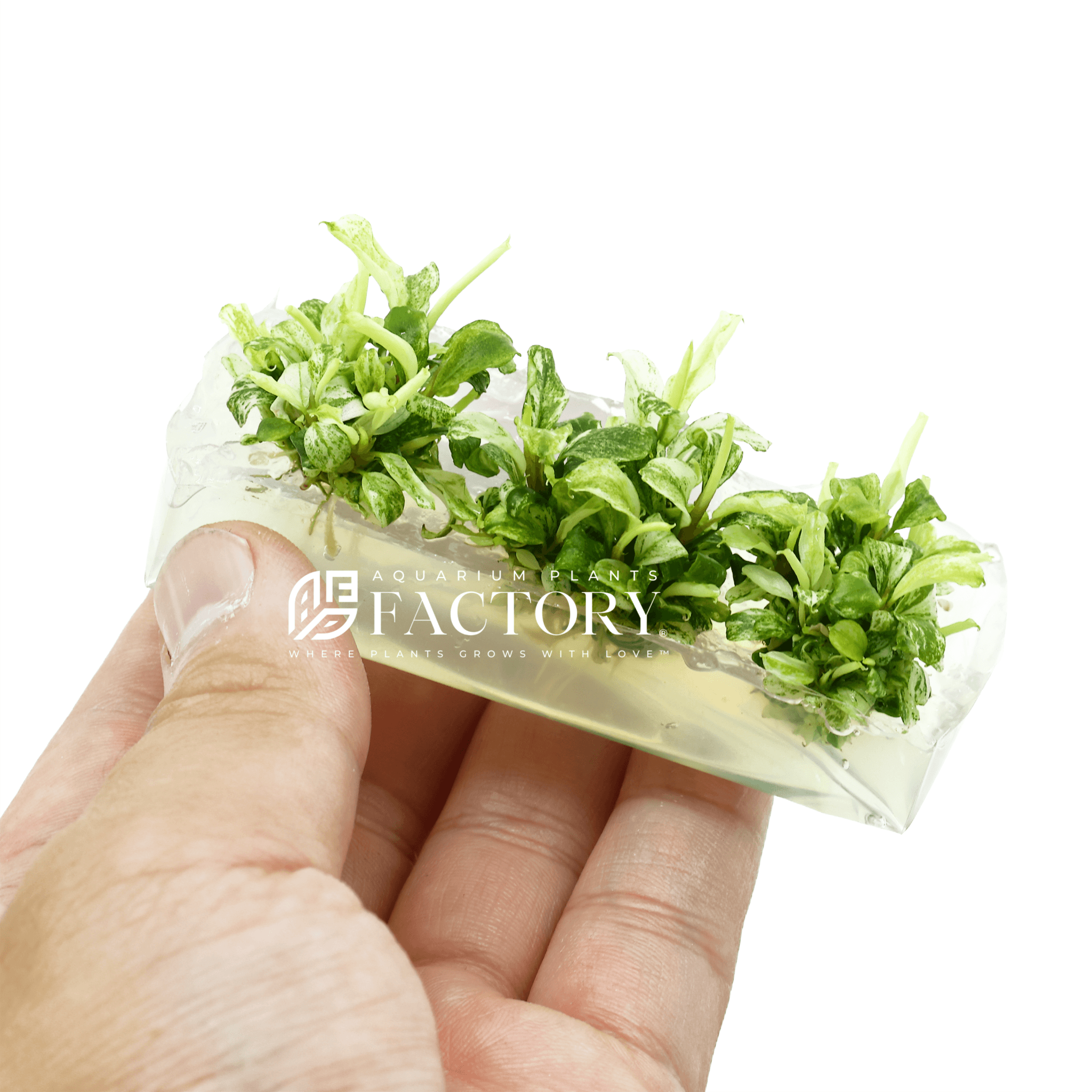 Bucephalandra White Marble Variegated Tissue Culture APF Aquarium Plants Factory®