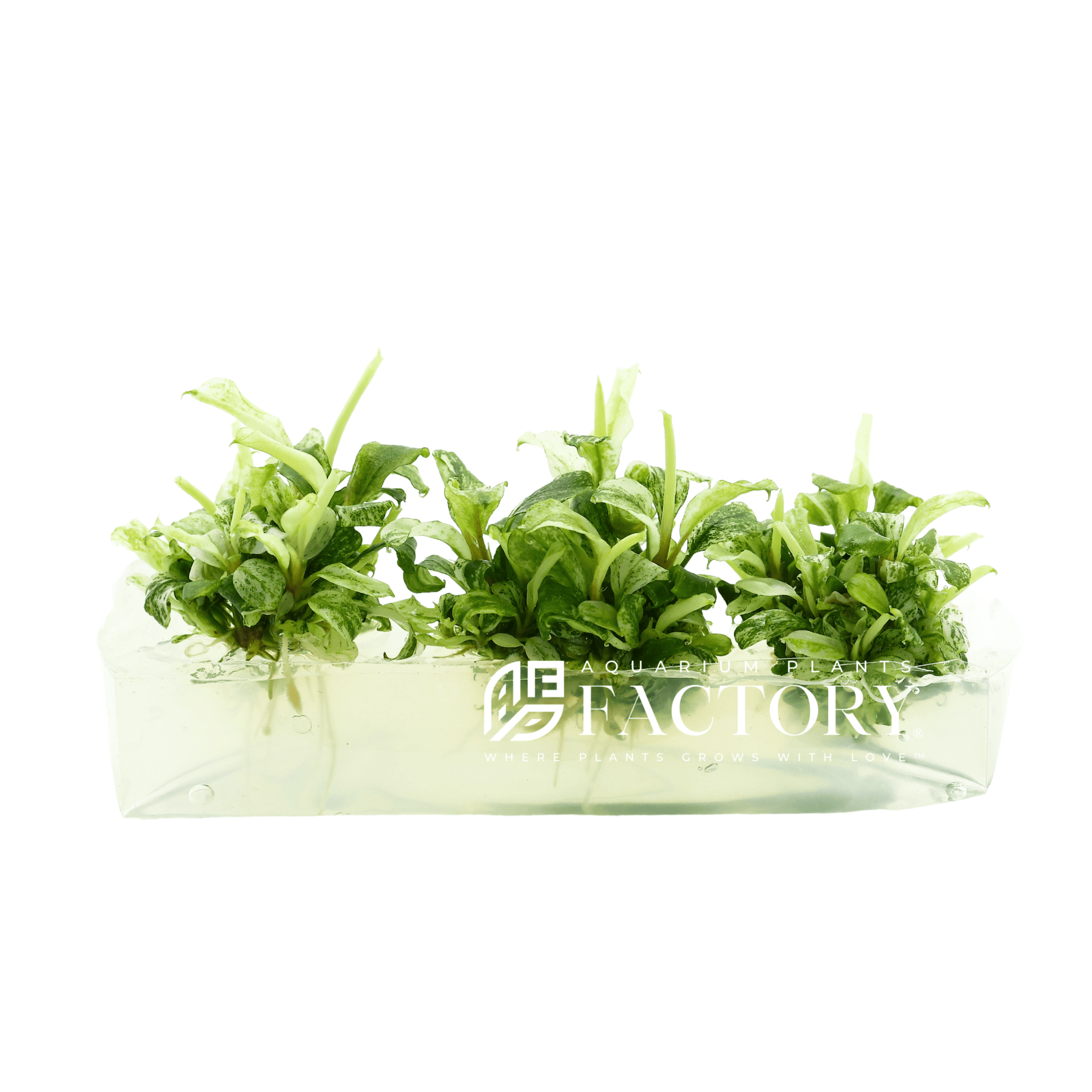 Bucephalandra White Marble Variegated Tissue Culture APF Aquarium Plants Factory®