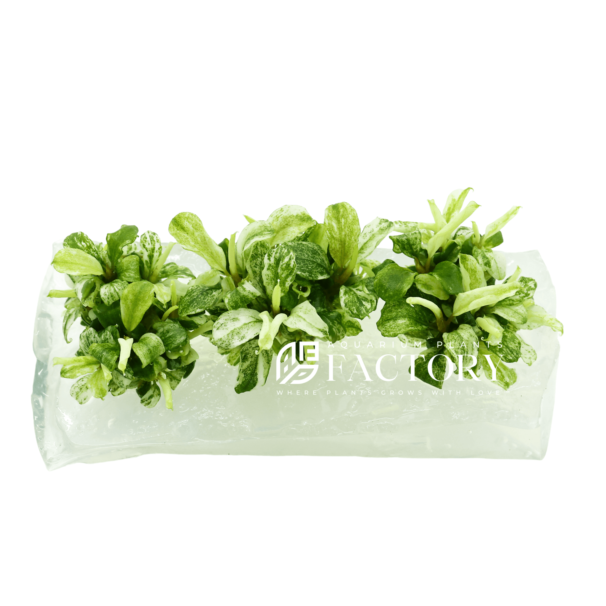 Bucephalandra White Marble Variegated Tissue Culture APF Aquarium Plants Factory®