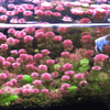 Cabomba Furcata aquarium plant, photo 5
