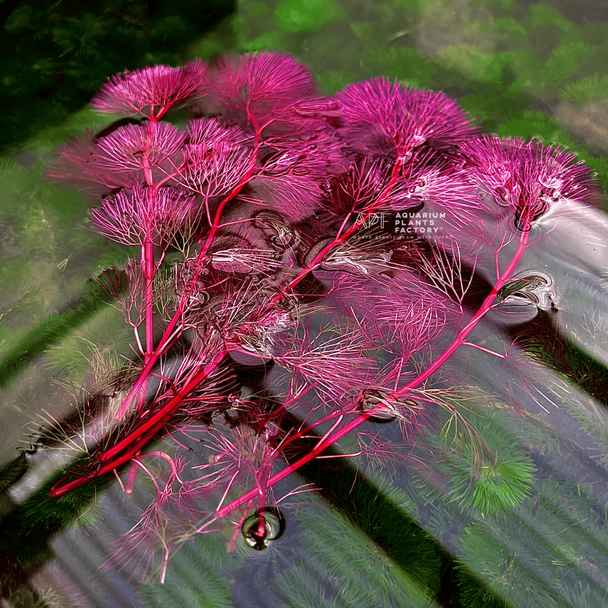 Close-up of Cabomba Furcata Super Magenta, purple leaves, displaying fine needle-like texture and deep violet-magenta hues.