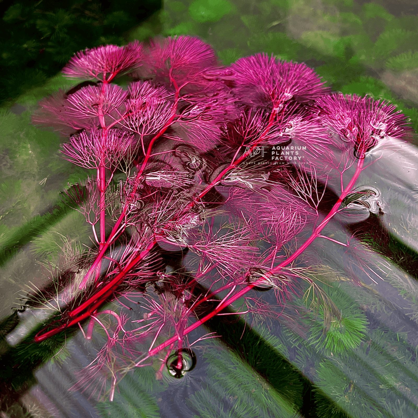 Close-up of Cabomba Furcata Super Magenta, purple leaves, displaying fine needle-like texture and deep violet-magenta hues.
