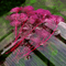 Close-up of Cabomba Furcata Super Magenta, purple leaves, displaying fine needle-like texture and deep violet-magenta hues.