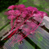 Close-up of Cabomba Furcata Super Magenta, purple leaves, displaying fine needle-like texture and deep violet-magenta hues.