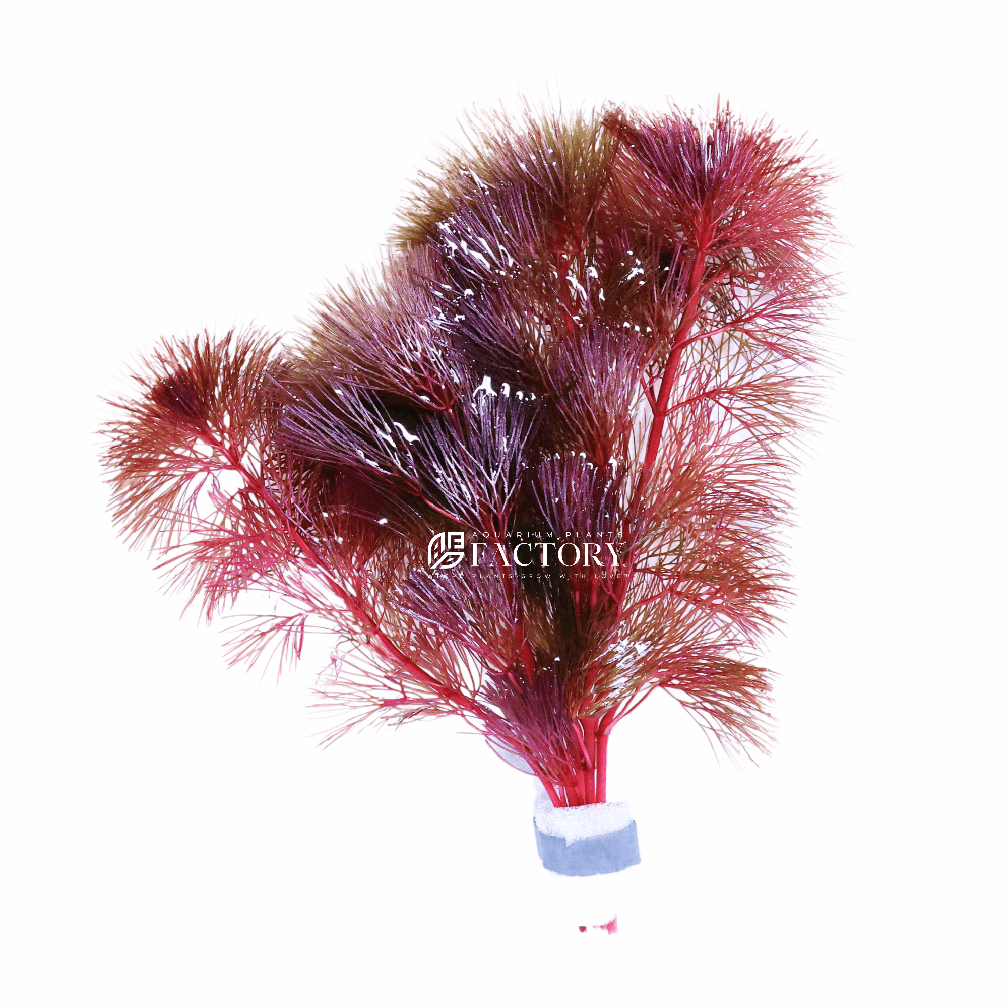 A vibrant bunch of Cabomba Super Magenta, a rare purple aquatic stem plant, showing intense coloration in a high-tech aquascape.