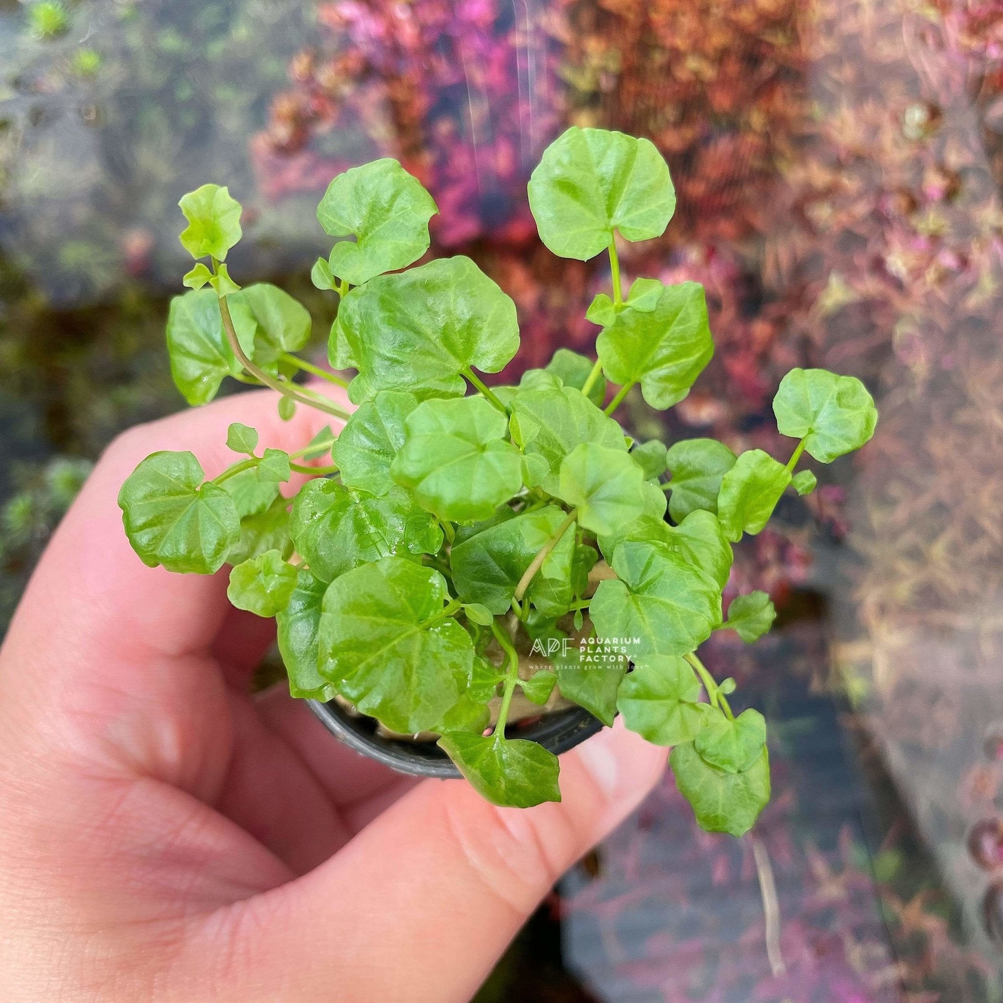 Cardamine Lyrata Potted - Aquarium Plants Factory