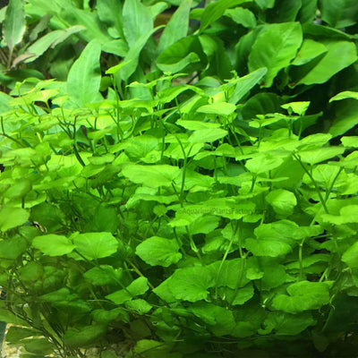 Cardamine Lyrata is a must-have for any aquarist looking to add a unique, visually appealing plant to their tank. Its easy maintenance, rapid growth, and striking appearance make it an excellent choice for creating a beautiful, natural underwater landscape.